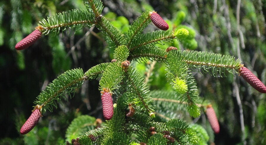 Red Evergreen Cones