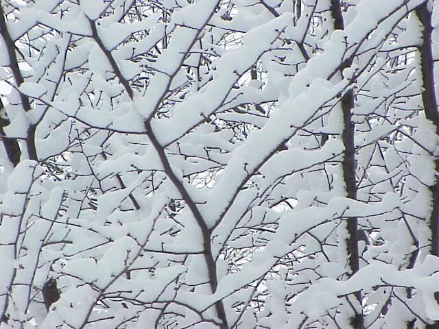 Black and white branches