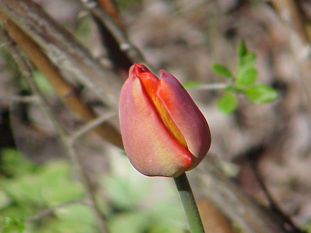 Tulips blooming