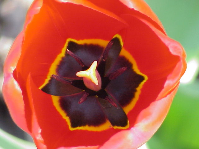 Heart of the Tulip