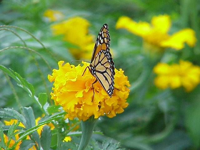 0705 Monarch Butterfly