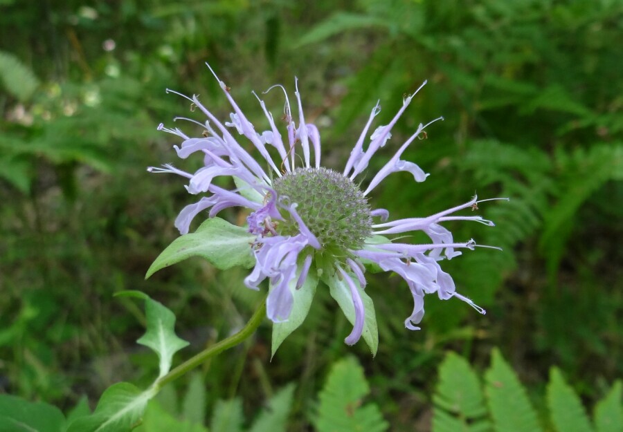 Purple Flower