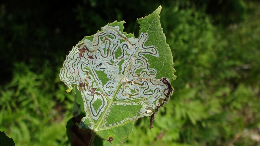 Leafminer