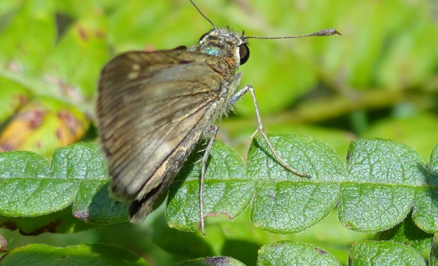 Skipper butterfly