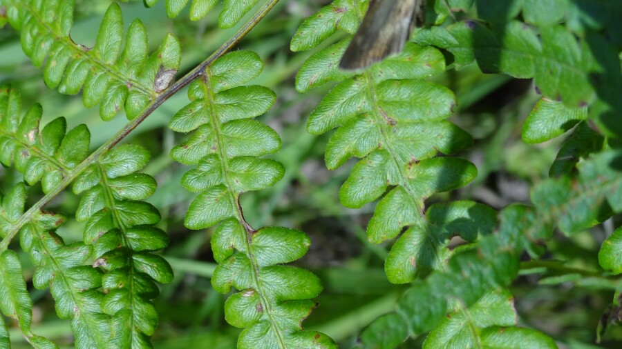 Wild ferns