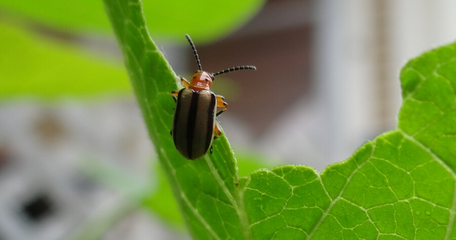 Orange Head Beetle