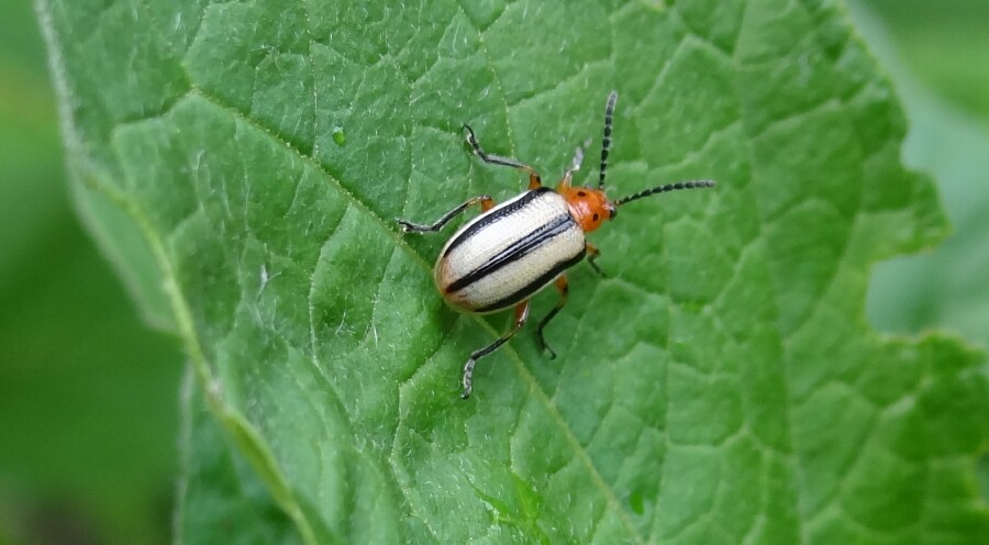 White Beetle