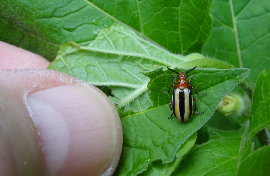 White beetle with thumb for scale