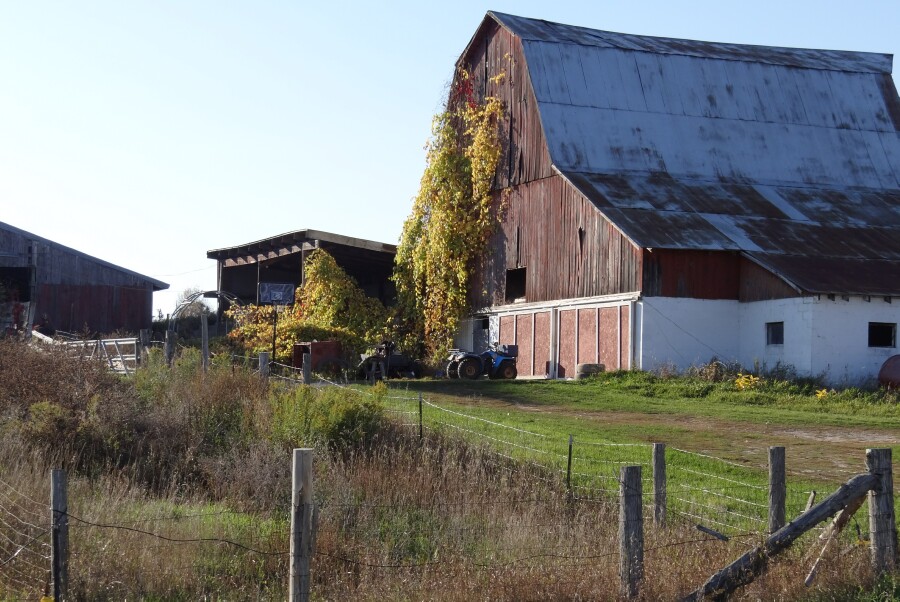 Barn and Vines