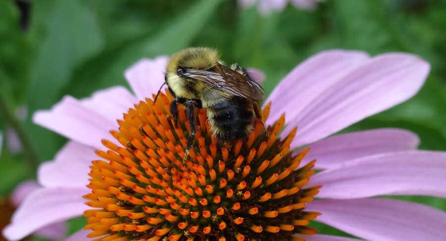 Bumble Bee on Cone Flower