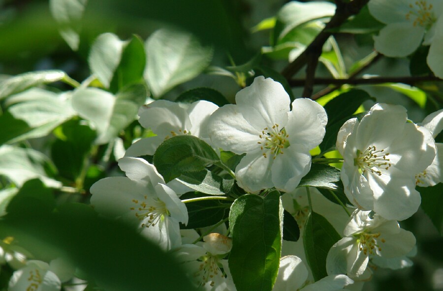 Flowers In The Leaves