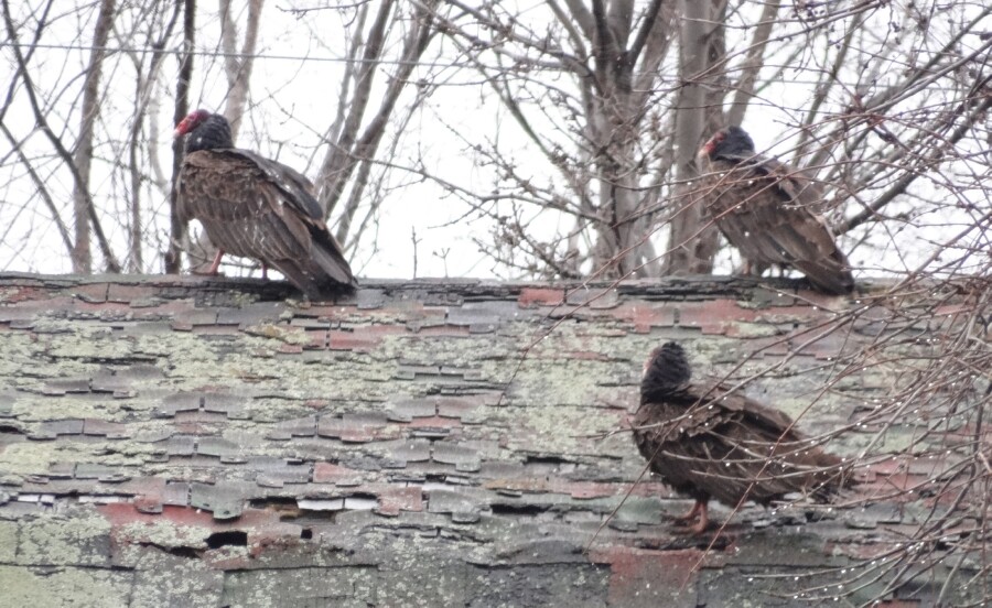 Barn Perch