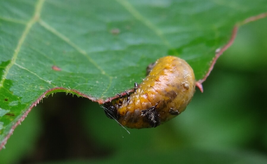 Fat little catepillar chomping on that leaf