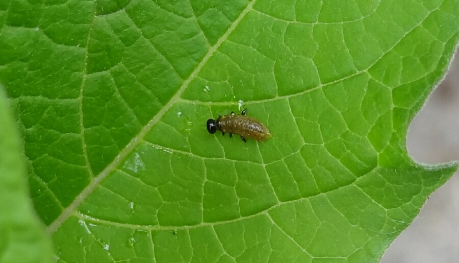 Tiny little nymph... what's it gonna grow into?