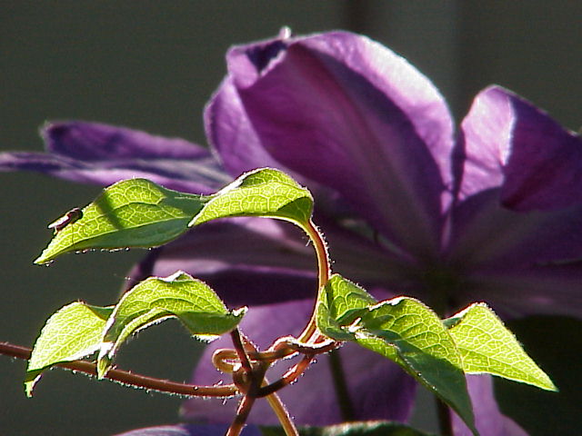 Clematis