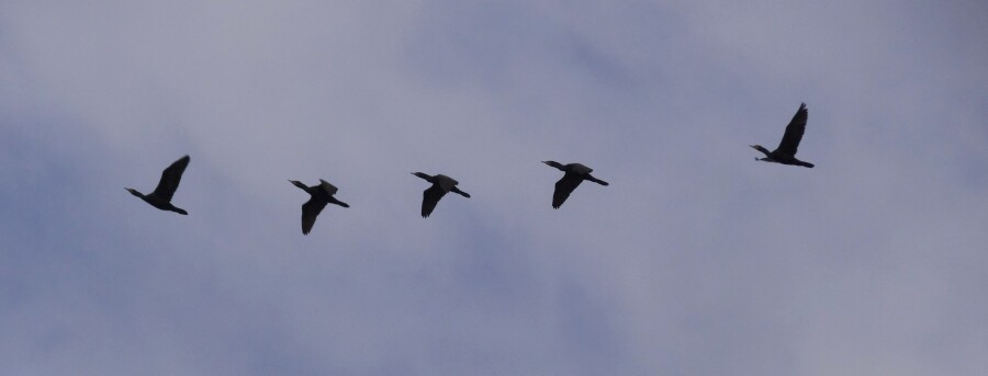 Flight of the Cormorants