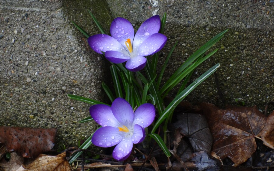 Spring Crocus