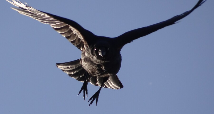 Crow Flight