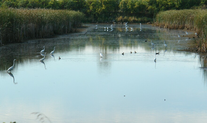 Gathering of Egrets