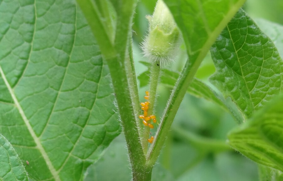 Group of tiny yellow eggs