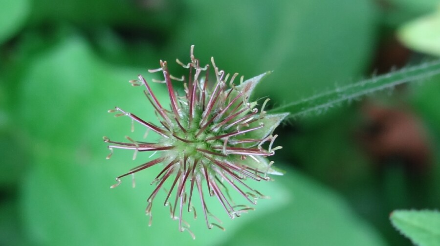 Spikey seed head