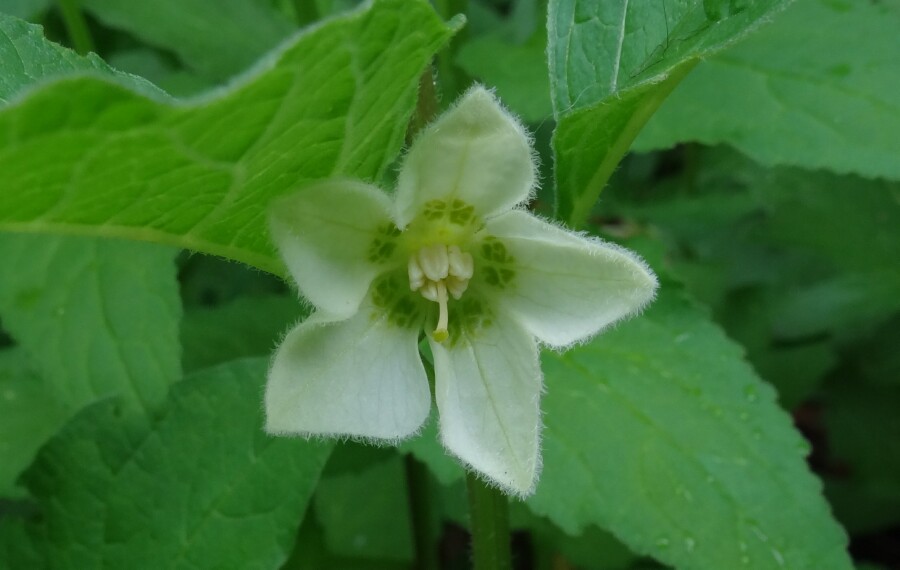 Japenese Lantern Flower