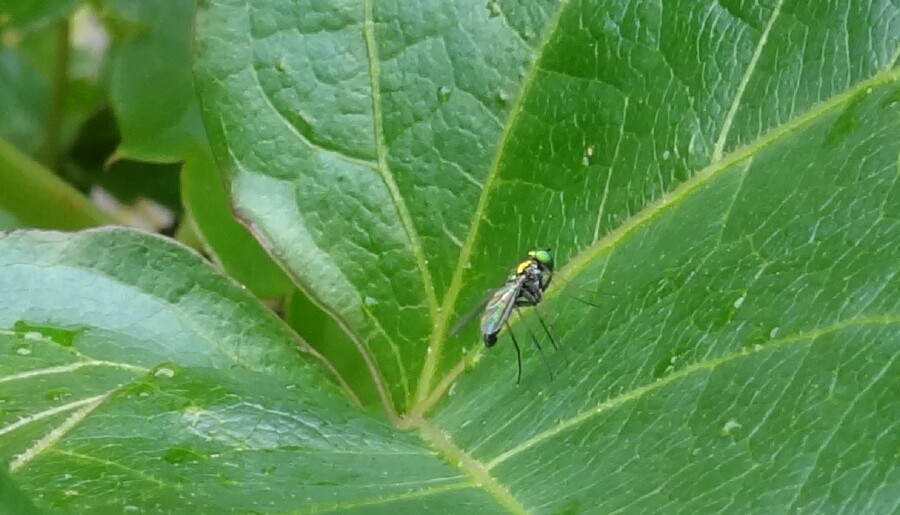 Small green fly