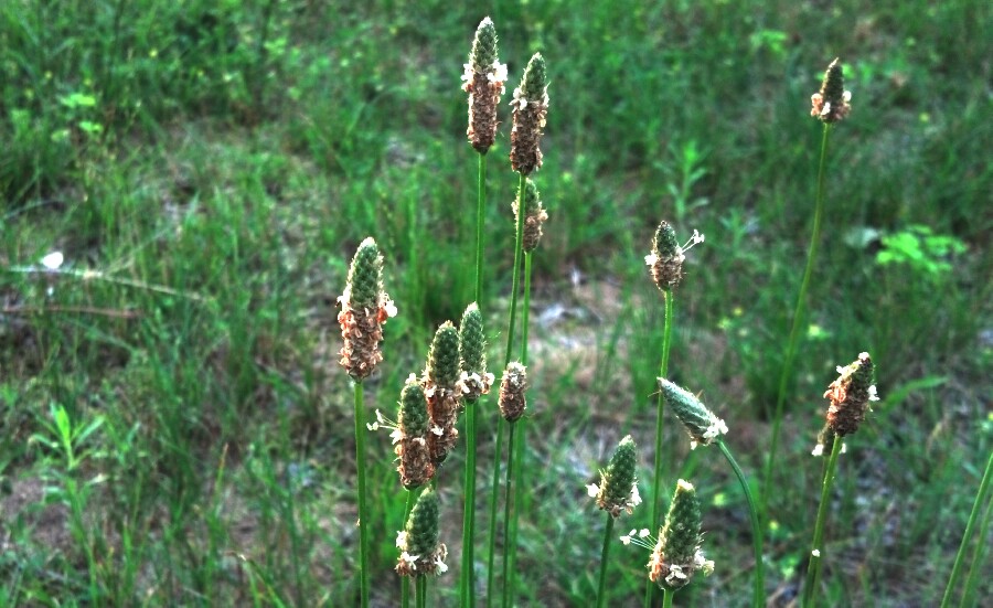 Grass Flowers At Sunset