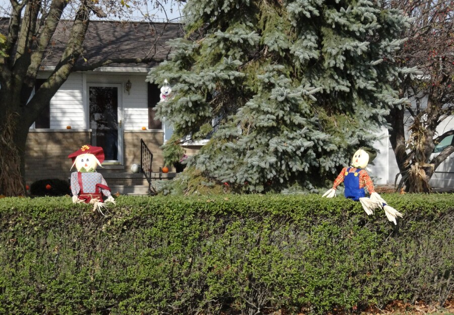 Scarecrows on the hedge