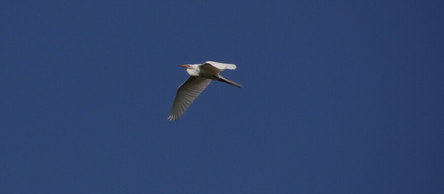 Heron Flight