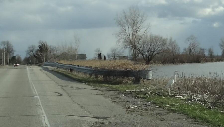 Egret On Roadside