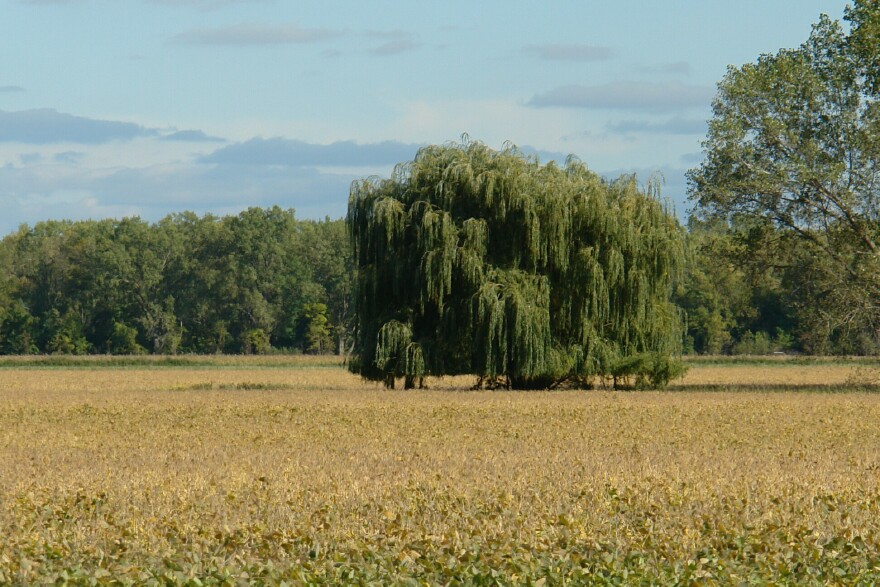 Lonesome Willow