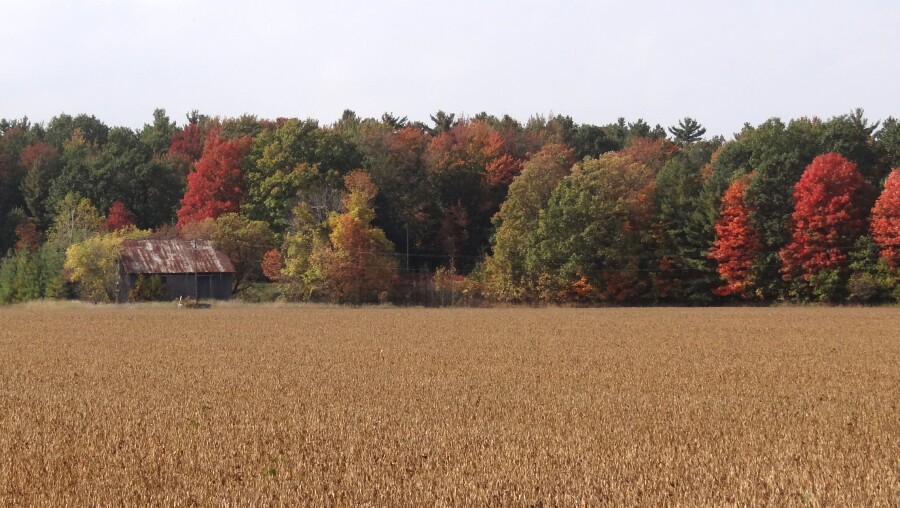 Red Trees