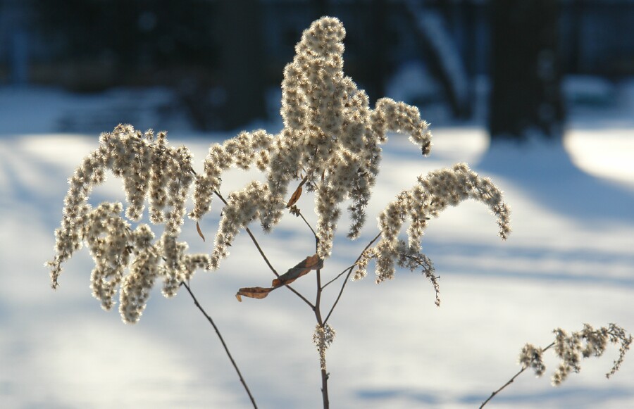 Seeds