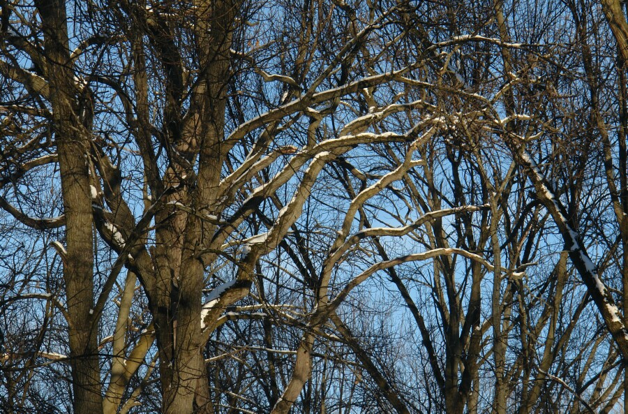 Snow on Branches