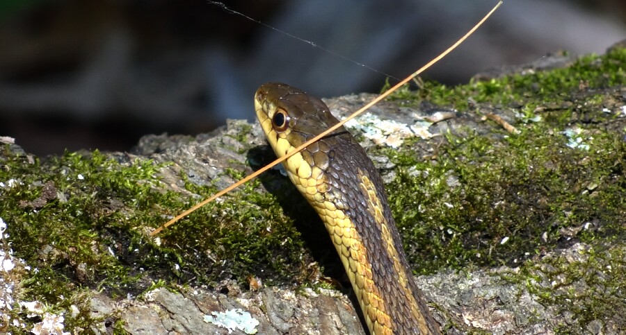 Posing for a close up portrait