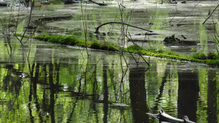 Pollen on still water