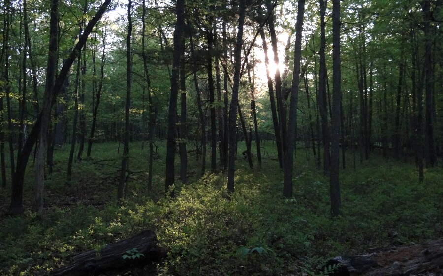 Final sun beams in Tobico Marsh