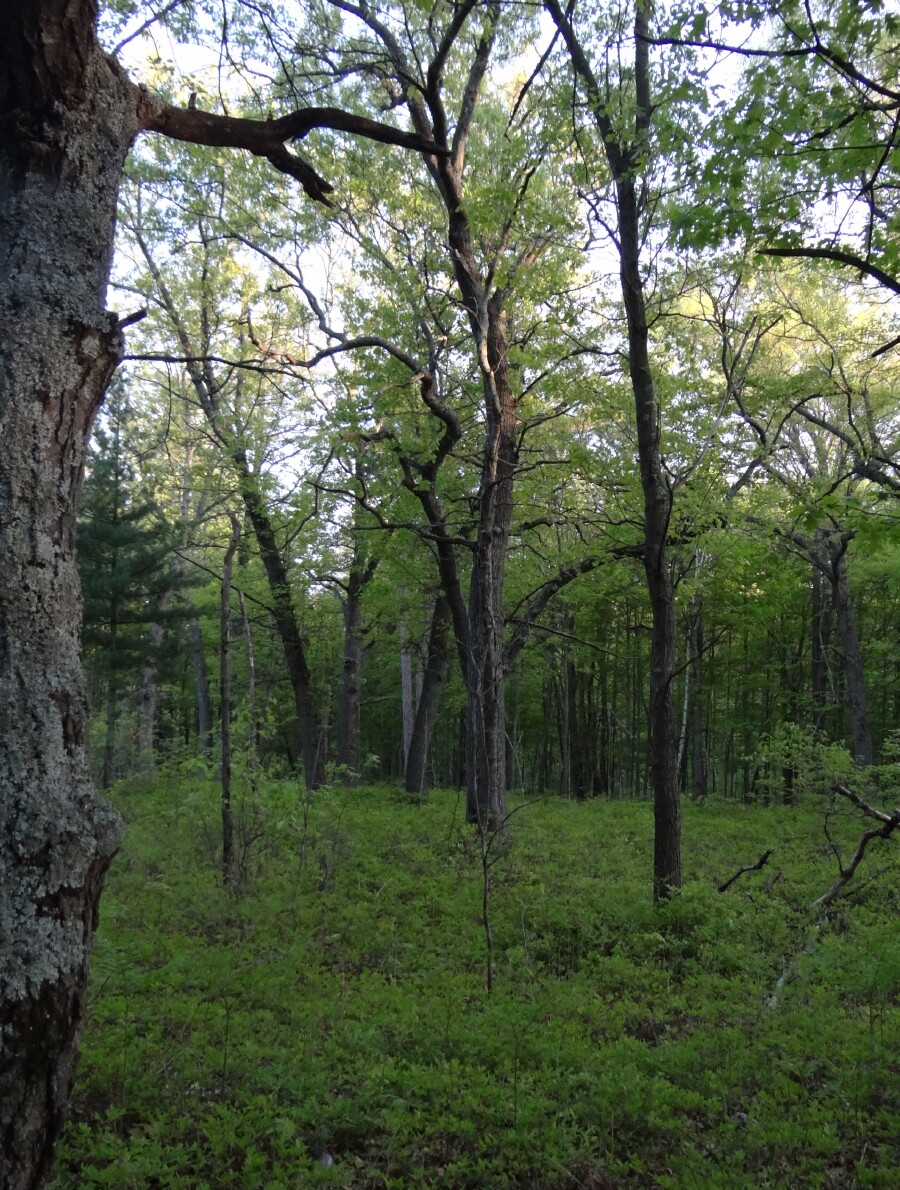 Day's end in Tobico Marsh