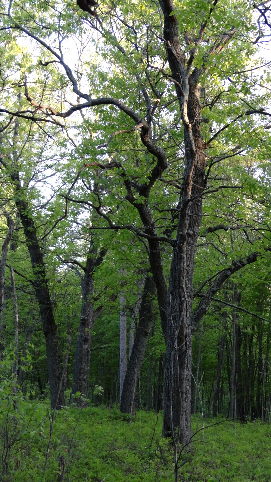 Twisted tree in Tobico Marsh