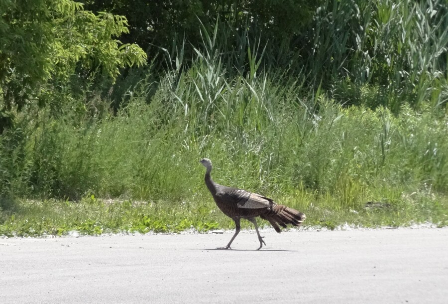 Young Turkey at Golson Boat Launch