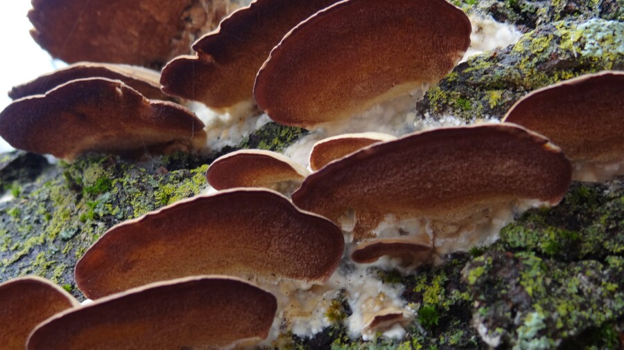 Bracket Fungi