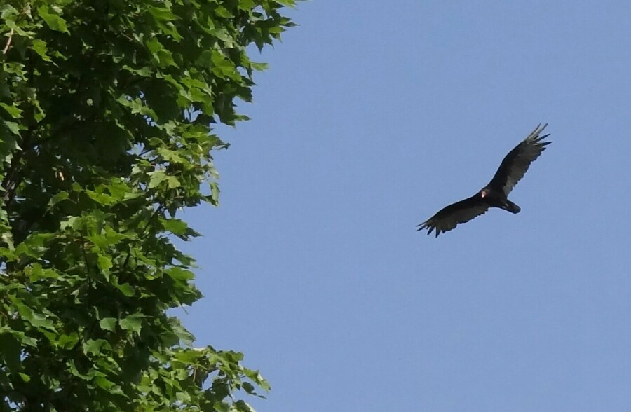 Buzzard Overhead