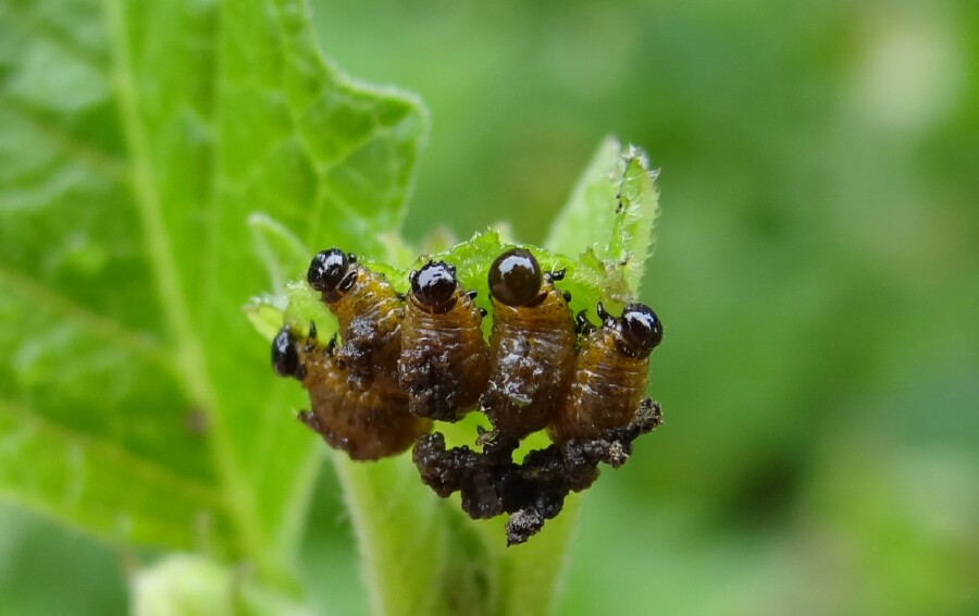 Five nasty little caterpillars