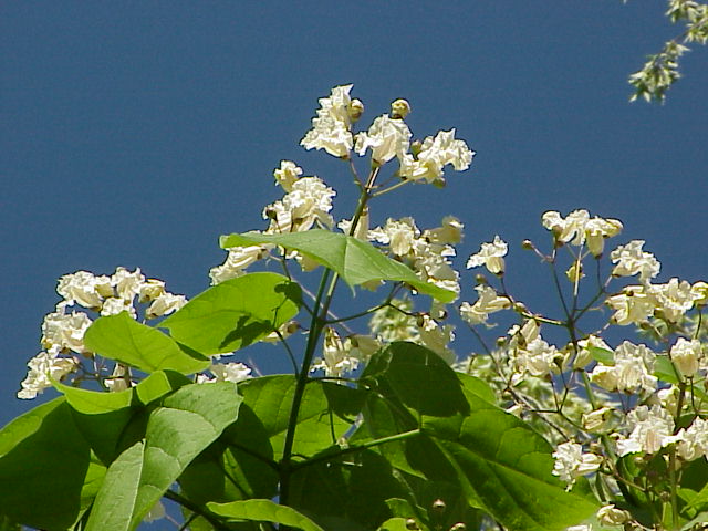 Caltalpa tree top