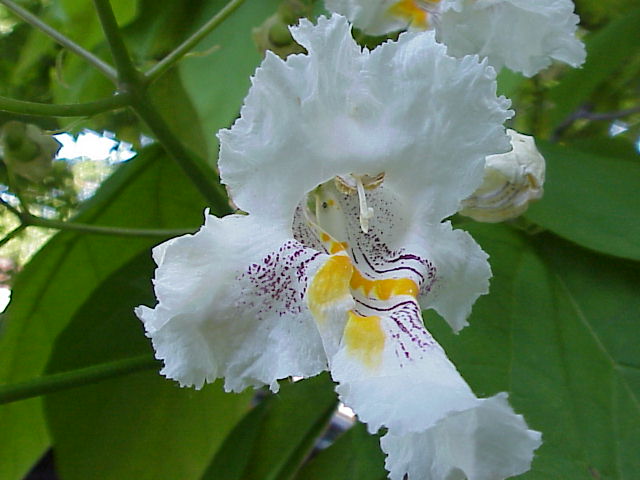 Catalpa tree blossom