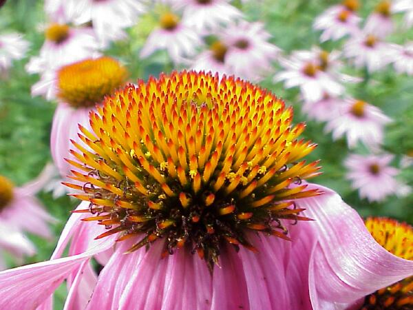 Cone flowers