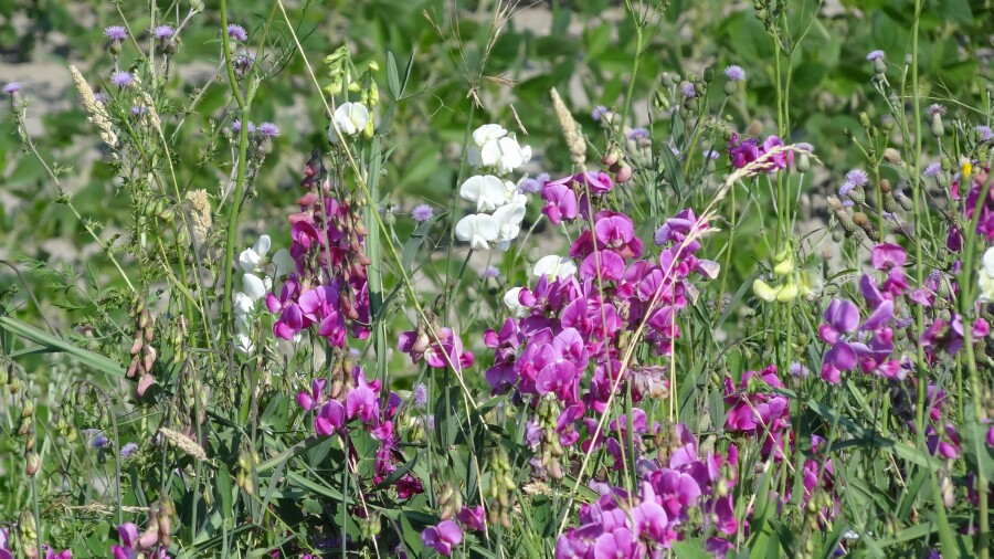 Roadside Bouquet