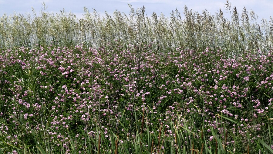 Clover and Grass