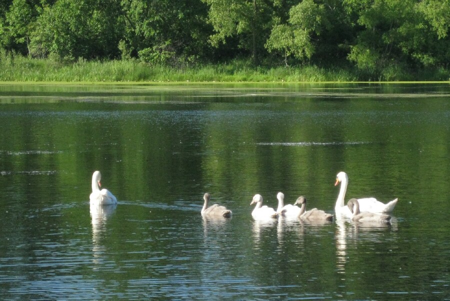 Swan family at St. Park Lagoon 2